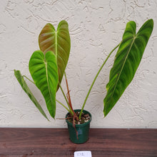 Load image into Gallery viewer, #D1 Philodendron Esmeraldense
