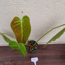 Load image into Gallery viewer, #D1 Philodendron Esmeraldense