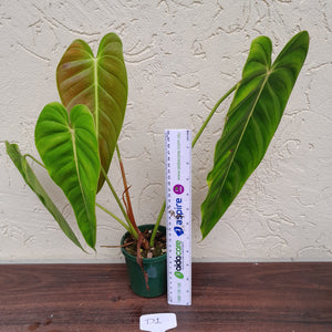 #D1 Philodendron Esmeraldense