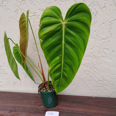 #D1 Philodendron Esmeraldense
