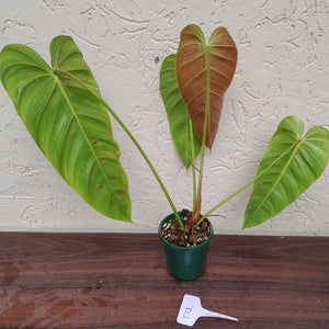 #D1 Philodendron Esmeraldense