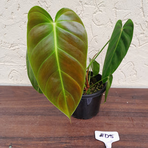 #D5 Philodendron Esmeraldense