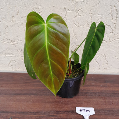 #D5 Philodendron Esmeraldense
