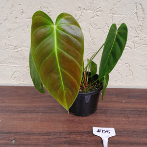 #D5 Philodendron Esmeraldense