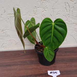 #D5 Philodendron Esmeraldense