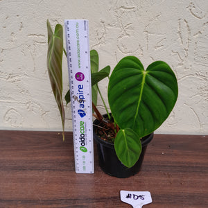 #D5 Philodendron Esmeraldense