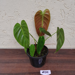 #D5 Philodendron Esmeraldense