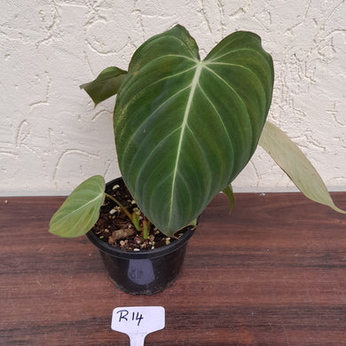 #R14 Philodendron Glorious