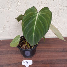Load image into Gallery viewer, #R14 Philodendron Glorious
