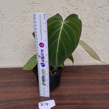 Load image into Gallery viewer, #R14 Philodendron Glorious