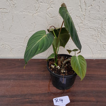 Load image into Gallery viewer, #R14 Philodendron Glorious
