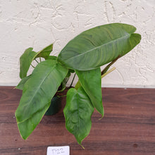 Load image into Gallery viewer, #D22 Philodendron Sharoniae