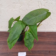 Load image into Gallery viewer, #D22 Philodendron Sharoniae
