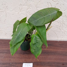 Load image into Gallery viewer, #D22 Philodendron Sharoniae