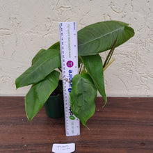 Load image into Gallery viewer, #D22 Philodendron Sharoniae