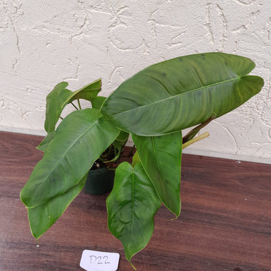 #D22 Philodendron Sharoniae