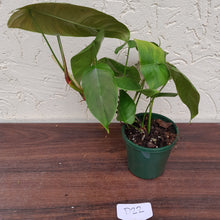 Load image into Gallery viewer, #D22 Philodendron Sharoniae