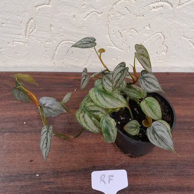 #RF Philodendron Brandtianum