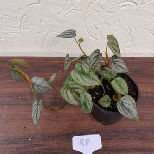 #RF Philodendron Brandtianum