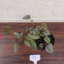 Load image into Gallery viewer, #RF Philodendron Brandtianum