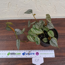 Load image into Gallery viewer, #RF Philodendron Brandtianum