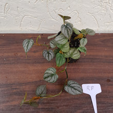 Load image into Gallery viewer, #RF Philodendron Brandtianum