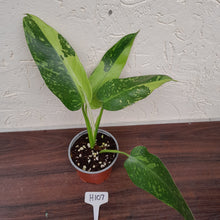 Load image into Gallery viewer, #H107 Philodendron Jose Buono