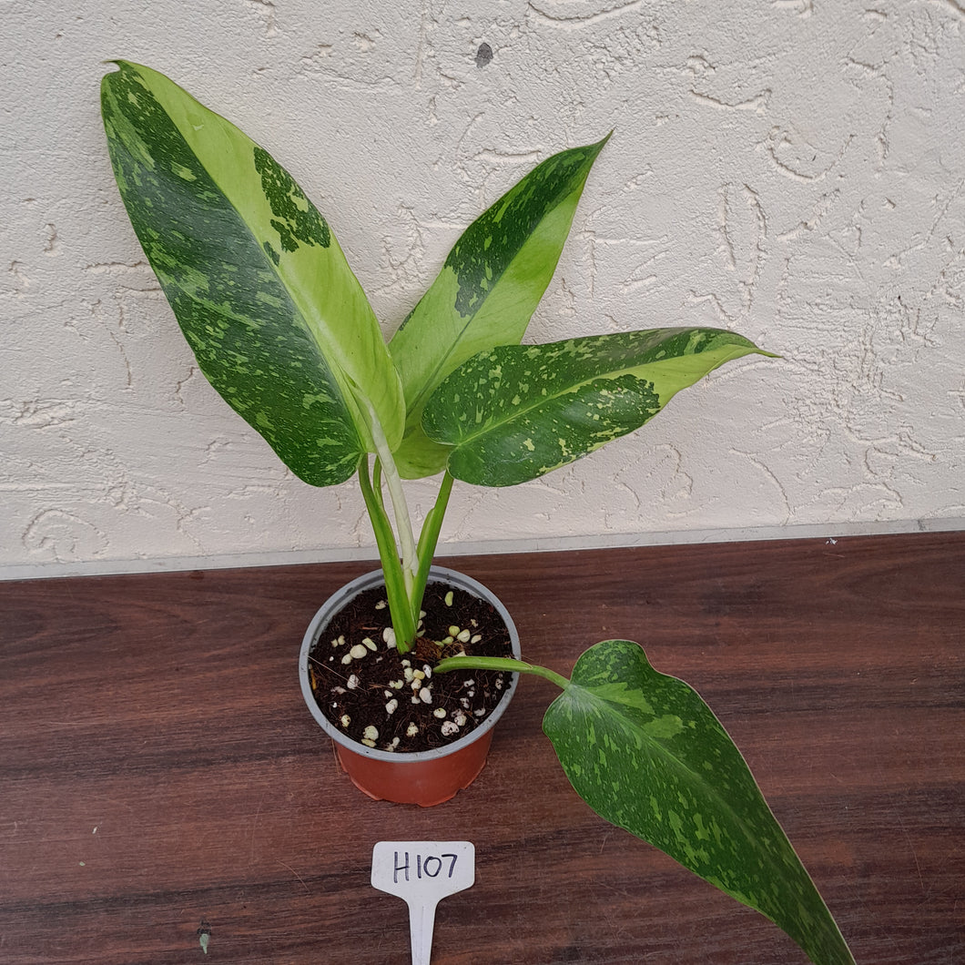 #H107 Philodendron Jose Buono
