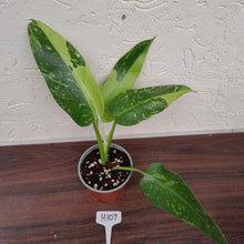 Load image into Gallery viewer, #H107 Philodendron Jose Buono