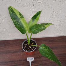 Load image into Gallery viewer, #H107 Philodendron Jose Buono