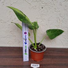Load image into Gallery viewer, #H107 Philodendron Jose Buono