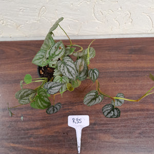 #R35 Philodendron Brandtianum