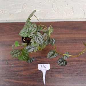 #R35 Philodendron Brandtianum