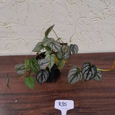 #R35 Philodendron Brandtianum