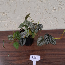 Load image into Gallery viewer, #R35 Philodendron Brandtianum