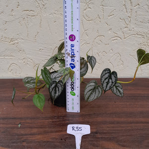 #R35 Philodendron Brandtianum