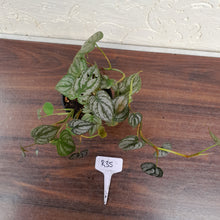 Load image into Gallery viewer, #R35 Philodendron Brandtianum