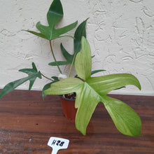 Load image into Gallery viewer, #H28 Philodendron Florida Ghost - Non TC