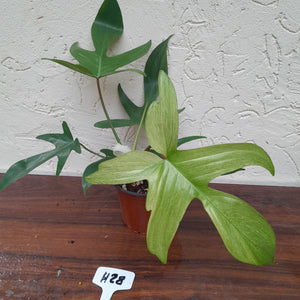 #H28 Philodendron Florida Ghost - Non TC