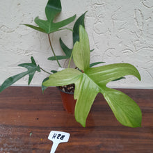 Load image into Gallery viewer, #H28 Philodendron Florida Ghost - Non TC