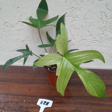 Load image into Gallery viewer, #H28 Philodendron Florida Ghost - Non TC