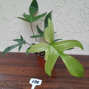 #H28 Philodendron Florida Ghost - Non TC