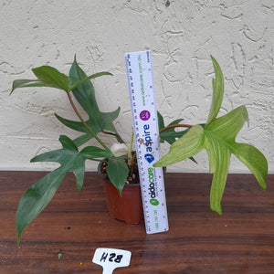 #H28 Philodendron Florida Ghost - Non TC