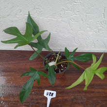 Load image into Gallery viewer, #H28 Philodendron Florida Ghost - Non TC