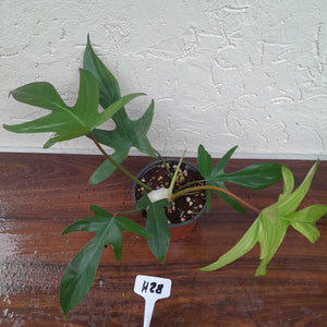 #H28 Philodendron Florida Ghost - Non TC