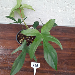 #H28 Philodendron Florida Ghost - Non TC