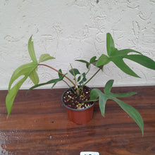 Load image into Gallery viewer, #H28 Philodendron Florida Ghost - Non TC