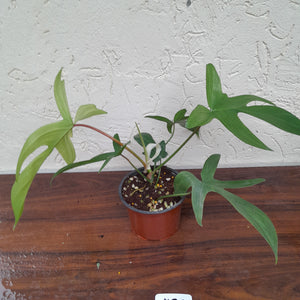 #H28 Philodendron Florida Ghost - Non TC