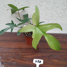Load image into Gallery viewer, #H28 Philodendron Florida Ghost - Non TC