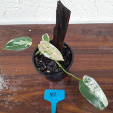 Load image into Gallery viewer, #M2 Philodendron Ilsemanii